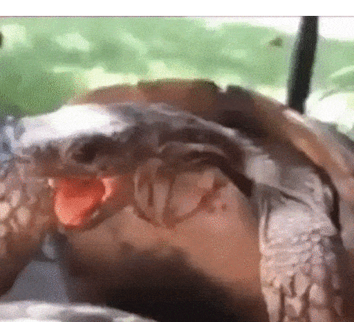 Animated Laughing Lizard GIF Sticker