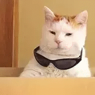 Animated Cool Cat with Sunglasses GIF Sticker