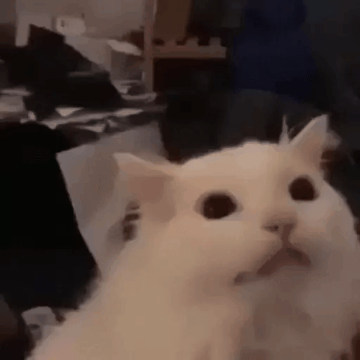 Animated Surprised White Cat GIF Sticker