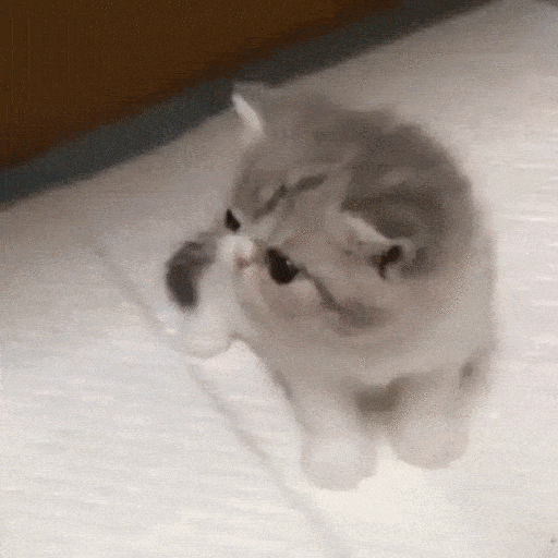 Animated Adorable Curious Kitten GIF Sticker