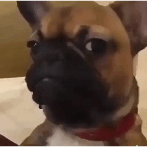 Animated Suspicious French Bulldog GIF Sticker