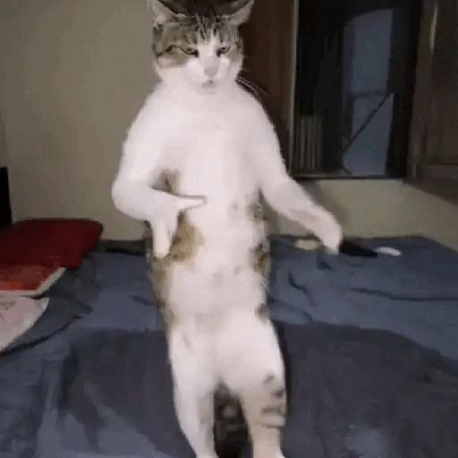 Dancing cat groove Animated GIF Sticker for WhatsApp
