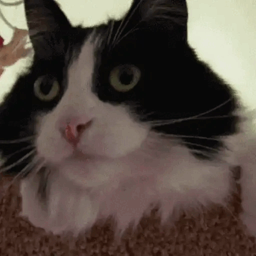 Curious Wide-Eyed Cat Animated GIF - Sticker for WhatsApp
