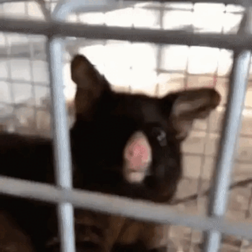 Surprised Possum Behind Bars Animated GIF Sticker for WhatsApp