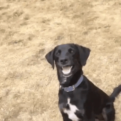 Happy Dog Spinning Animated GIF - Sticker for WhatsApp