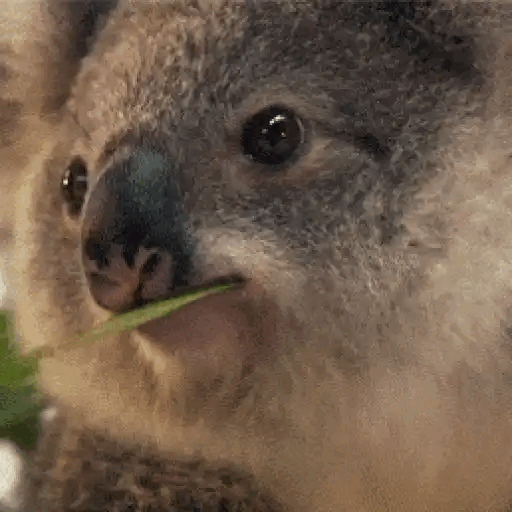 Koala Munching Animated GIF Sticker for WhatsApp