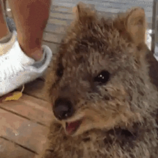 Excited Quokka Moment Animated GIF Sticker for WhatsApp