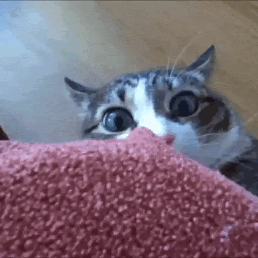 Surprised Peek-a-boo Cat Animated GIF Sticker for WhatsApp