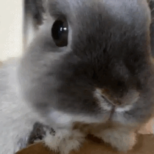 Curious Bunny Close-up Animated GIF Sticker for WhatsApp