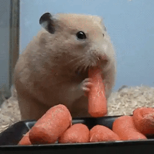 Hamster munching on carrots Animated GIF Sticker for WhatsApp