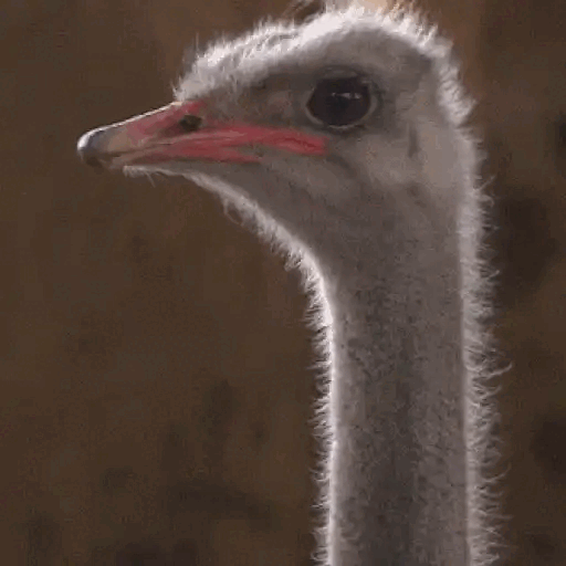 Confused Ostrich Look Animated GIF Sticker for WhatsApp