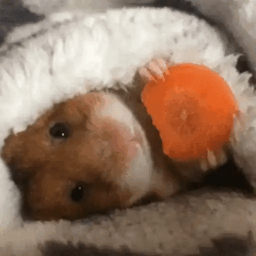 Cozy hamster snacking Animated GIF Sticker for WhatsApp
