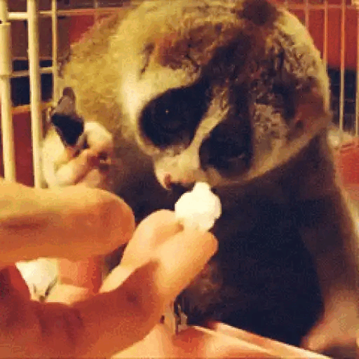 Slow Loris Snack Time Animated GIF Sticker for WhatsApp
