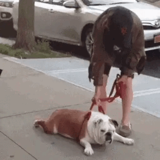 Stubborn bulldog refuses to walk Animated GIF - Sticker for WhatsApp