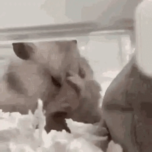 Hamster Sniffing Around Animated GIF Sticker for WhatsApp