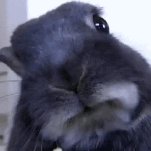 Bunny Cleaning Its Face Animated GIF Sticker for WhatsApp
