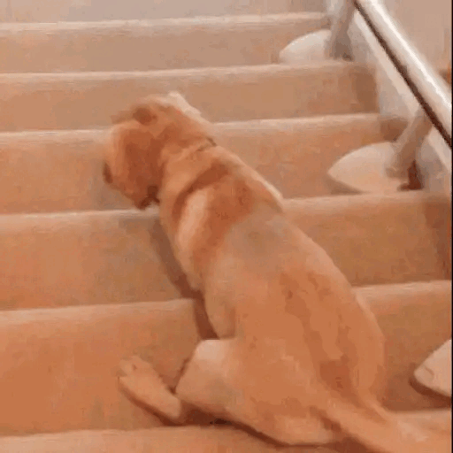 Reluctant Puppy On Stairs Animated GIF - Sticker for WhatsApp