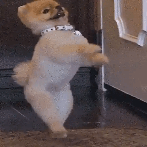 Dancing Dog Groove Animated GIF - Sticker for WhatsApp