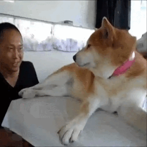 Dog Stops Owner From Moving Animated GIF - Sticker for WhatsApp