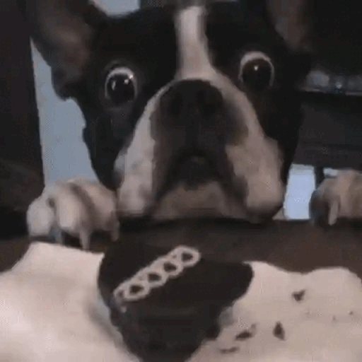 Dog's Cookie Surprise Animated GIF - Sticker for WhatsApp