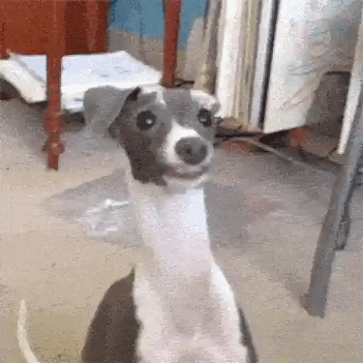 Surprised Dog Moment Animated GIF - Sticker for WhatsApp