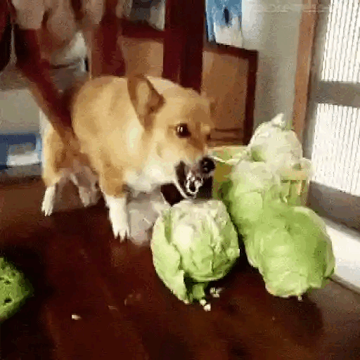 Corgi Vs. Cabbage Battle Animated GIF - Sticker for WhatsApp