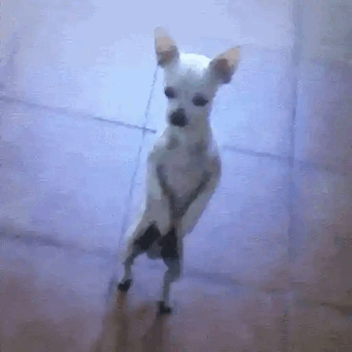 Awkward Standing Dog Animated GIF - Sticker for WhatsApp