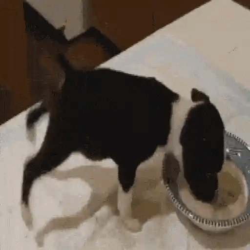 Dog Spinning Around Bowl Animated GIF - Sticker for WhatsApp