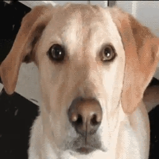 Confused Dog Tilt 2 Animated GIF - Sticker for WhatsApp