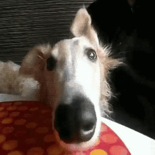 Curious Dog Stare Animated GIF - Sticker for WhatsApp