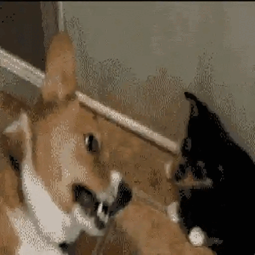 Dog Annoyed By Cat's Antics Animated GIF - Sticker for WhatsApp