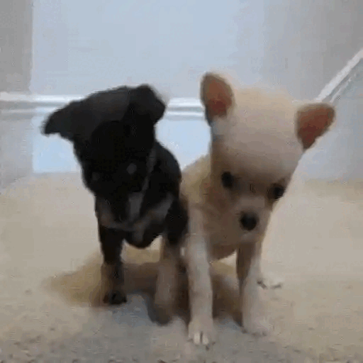 Chihuahua Duo Greeting Animated GIF - Sticker for WhatsApp