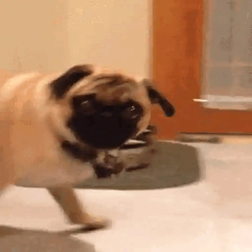 Spinning Pug Chaos Animated GIF - Sticker for WhatsApp