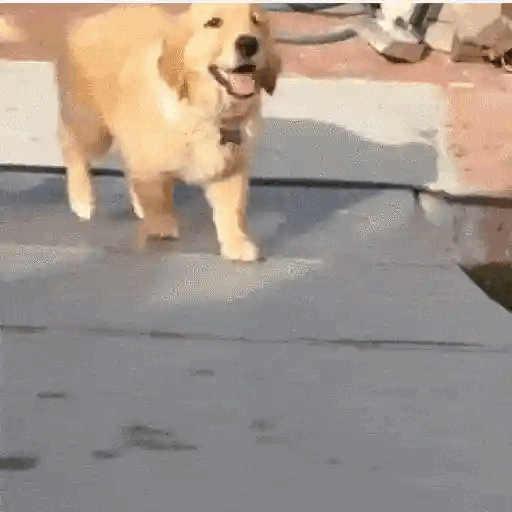Happy Doggo Splashing Animated GIF - Sticker for WhatsApp