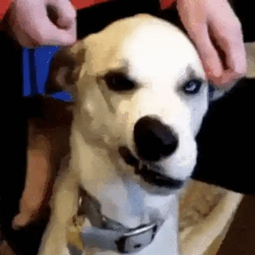Dog Enjoying A Scratch Animated GIF - Sticker for WhatsApp