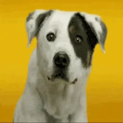 Confused Dog Head Tilt Animated GIF - Sticker for WhatsApp