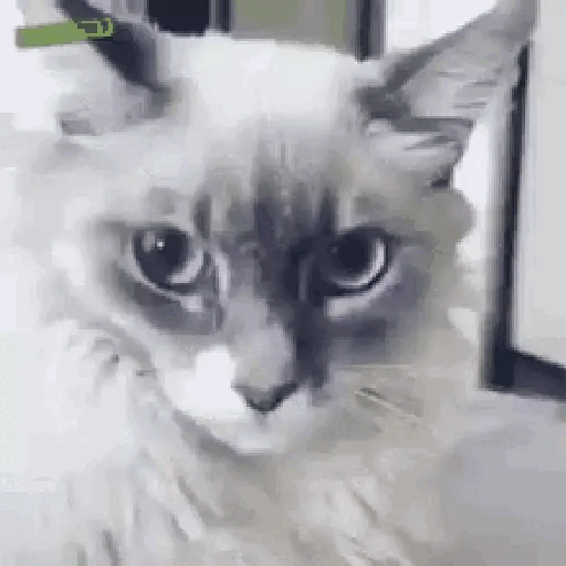 Suspicious Cat Stare Animated GIF - Sticker for WhatsApp