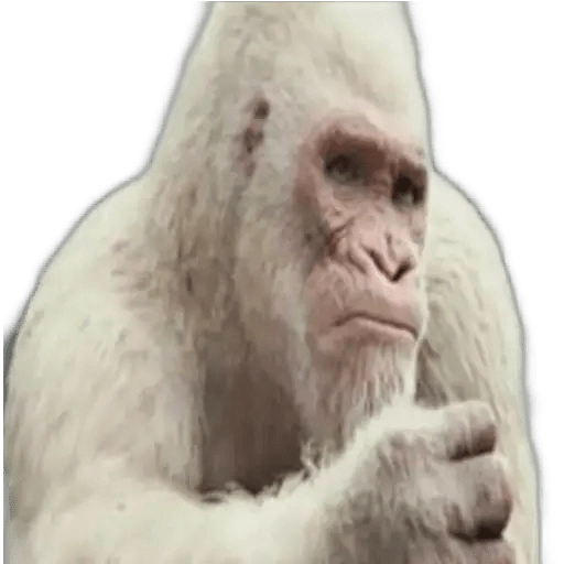 Thinking Albino Gorilla - Sticker for WhatsApp
