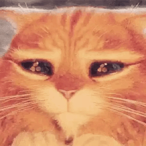 Sad Cat Eyes Animated GIF - Sticker for WhatsApp