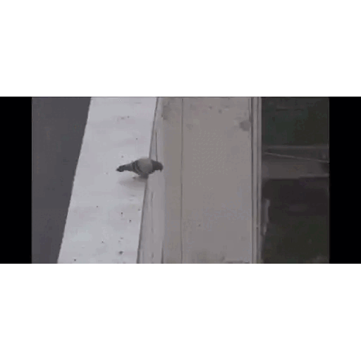 Pigeon Matrix Move Animated GIF - Sticker for WhatsApp & Telegram