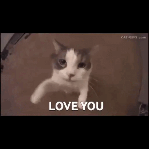 Affectionate Cat Saying Love You Animated GIF - Sticker for WhatsApp & Telegram
