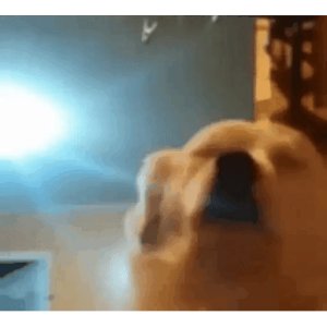 Relaxed Dog with Music