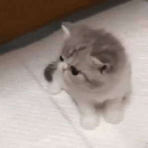 Adorable Curious Kitten