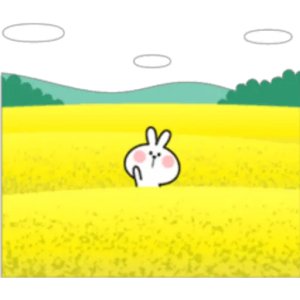 Bunny in a Field