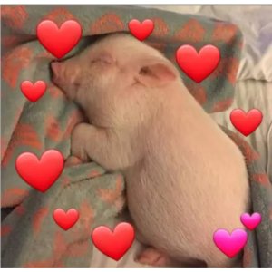 Sleeping Pig Surrounded by Hearts