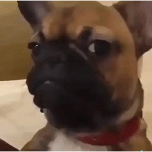 Suspicious French Bulldog