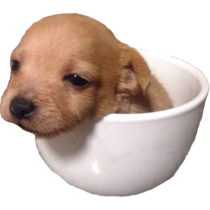 Cute puppy in a cup