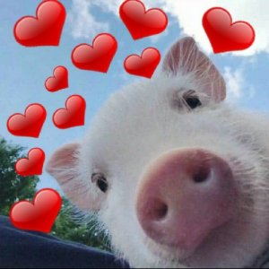 Cute pig with hearts