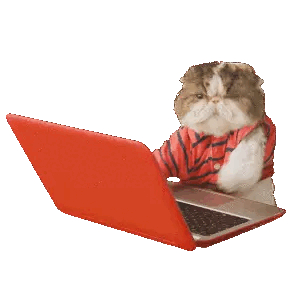 Cat typing furiously