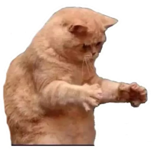 Confused cat moment